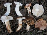 Tricholoma stans image