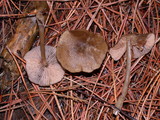 Nolanea cetrata f. minimospora image