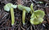 Hygrocybe virescens image