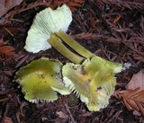 Hygrocybe virescens image