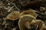 Hydnellum cristatum image