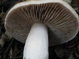 Cortinarius stillatitius image