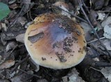 Cortinarius stillatitius image