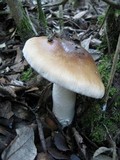 Cortinarius stillatitius image