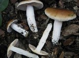 Cortinarius stillatitius image