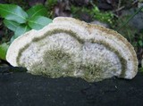 Coriolopsis gallica image