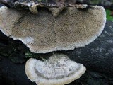Coriolopsis gallica image