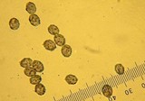 Melanoleuca melaleuca image