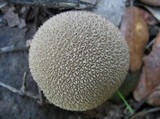 Lycoperdon echinatum image
