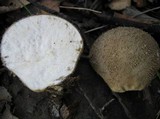 Lycoperdon echinatum image
