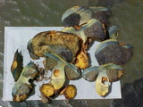 Gastroboletus turbinatus image