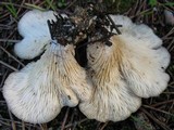 Hohenbuehelia petaloides image