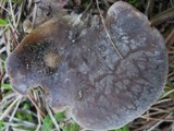 Hohenbuehelia petaloides image