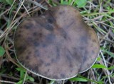 Melanoleuca melaleuca image