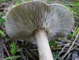 Melanoleuca melaleuca image