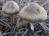 Inocybe bongardii image