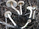Inocybe bongardii image