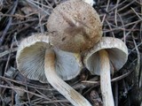 Inocybe bongardii image