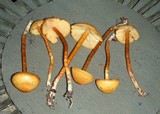 Rhodocybe nitellina image