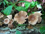 Gymnopus dichrous image