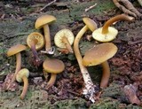 Callistosporium luteo-olivaceum image