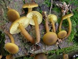 Callistosporium luteo-olivaceum image