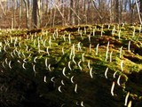 Multiclavula mucida image