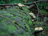 Hypholoma capnoides image