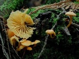 Chrysomphalina aurantiaca image