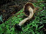 Chroogomphus tomentosus image