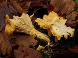 Cantharellus formosus image