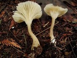 Ampulloclitocybe clavipes image