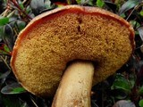 Boletus subtomentosus image