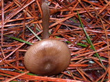 Nolanea cetrata f. minimospora image