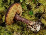 Boletellus mirabilis image