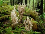 Clavulina coralloides image