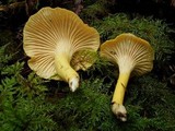 Cantharellus formosus image