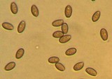 Hypholoma marginatum image