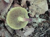 Boletus chrysenteron image
