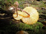 Xeromphalina kauffmanii image