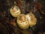 Psathyrella duchesnayensis image