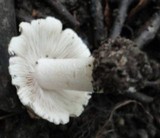 Psathyrella duchesnayensis image