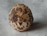 Psathyrella duchesnayensis image