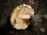Psathyrella duchesnayensis image