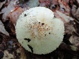 Echinoderma asperum image