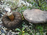 Leccinum rotundifoliae image