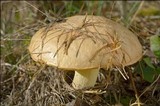 Suillus bovinus image