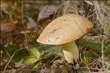 Suillus bovinus image