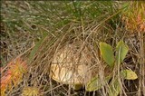 Suillus bovinus image