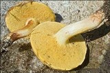 Suillus bovinus image